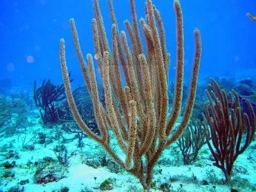 Coloured Whip / Fan Gorgonia (Gorgonia spp)