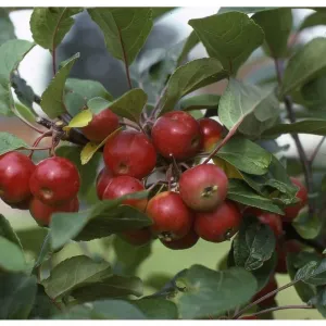 Crab Apple 'Gorgeous' M27 Rootstock 12Ltr Pot