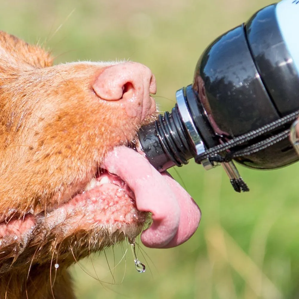 Dog Water Bottle, Lick 'n Flow, Friend