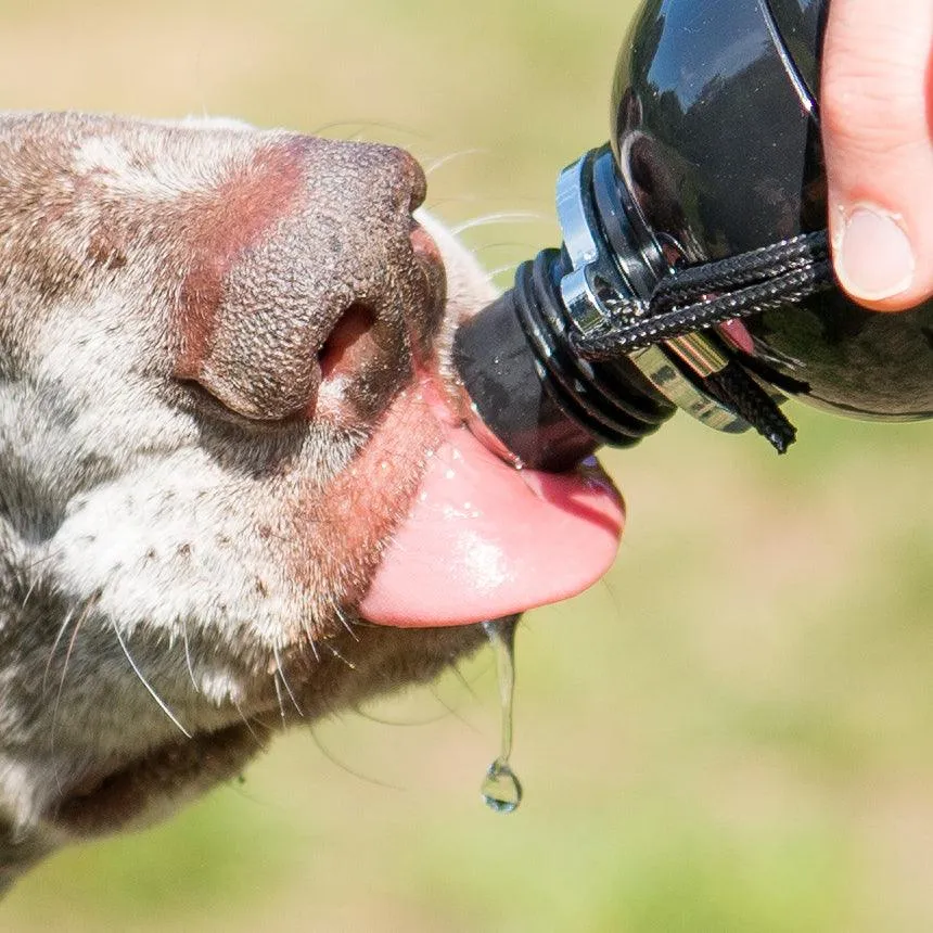 Dog Water Bottle, Lick 'n Flow, Friend