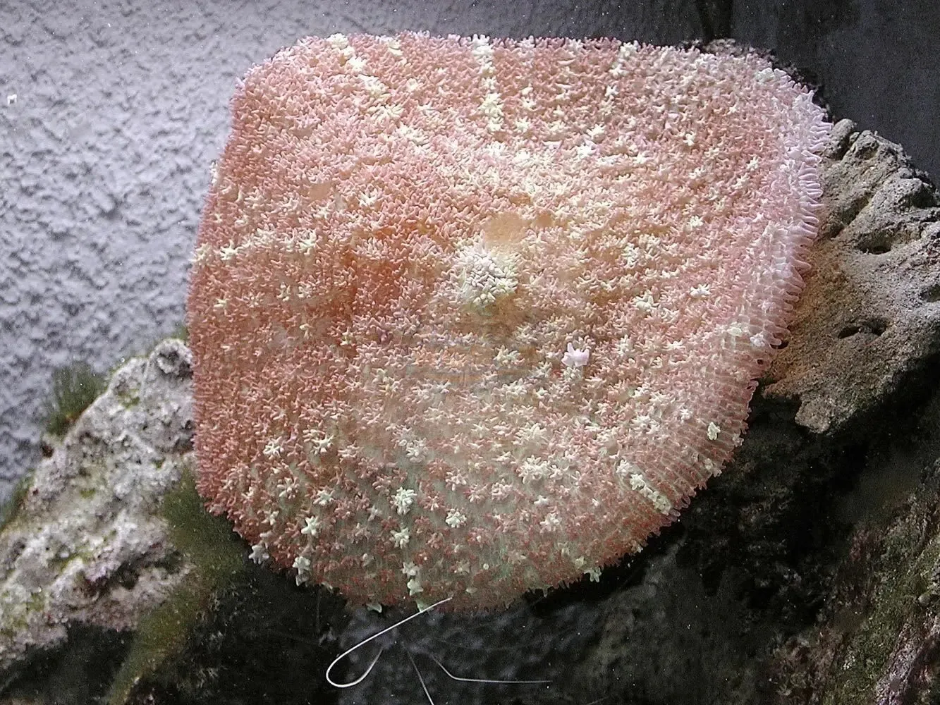 Furry Mushroom Rock (Rhodactis spp)