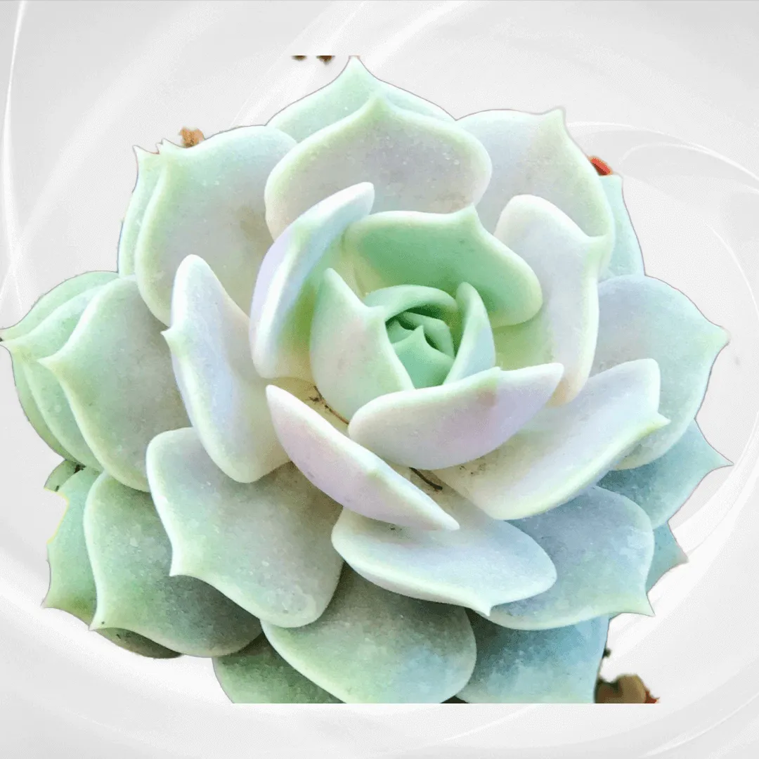 GORGEOUS Echeveria Lola