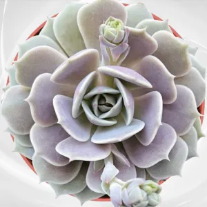 GORGEOUS Echeveria Lola