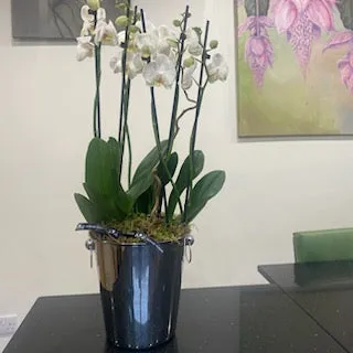 Stunning Orchid Planter